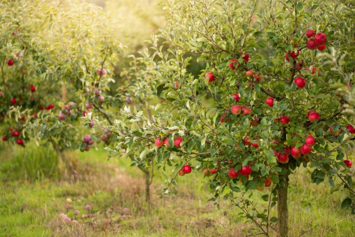 Pielęgnacja jabłoni przez cały rok: oto, co musisz wiedzieć