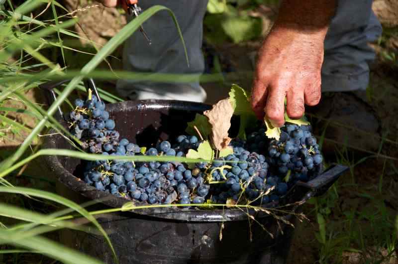 Jakie winogrona posadzić w ogrodzie Wybór najlepszych odmian dla uprawy na działce