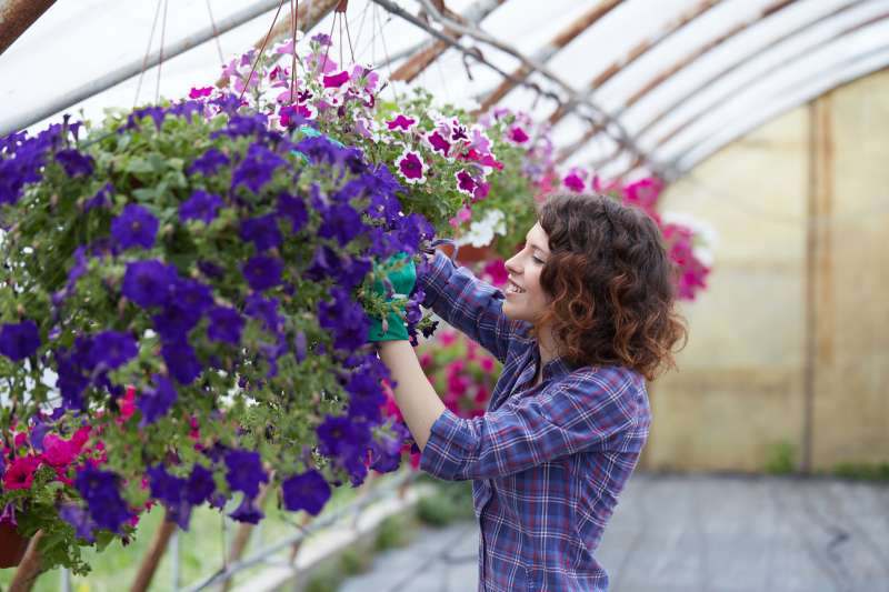 Jak dbać o naparstnicę purpurową i jej zastosowanie w projektowaniu ogrodów – przegląd atrakcyjnych odmian